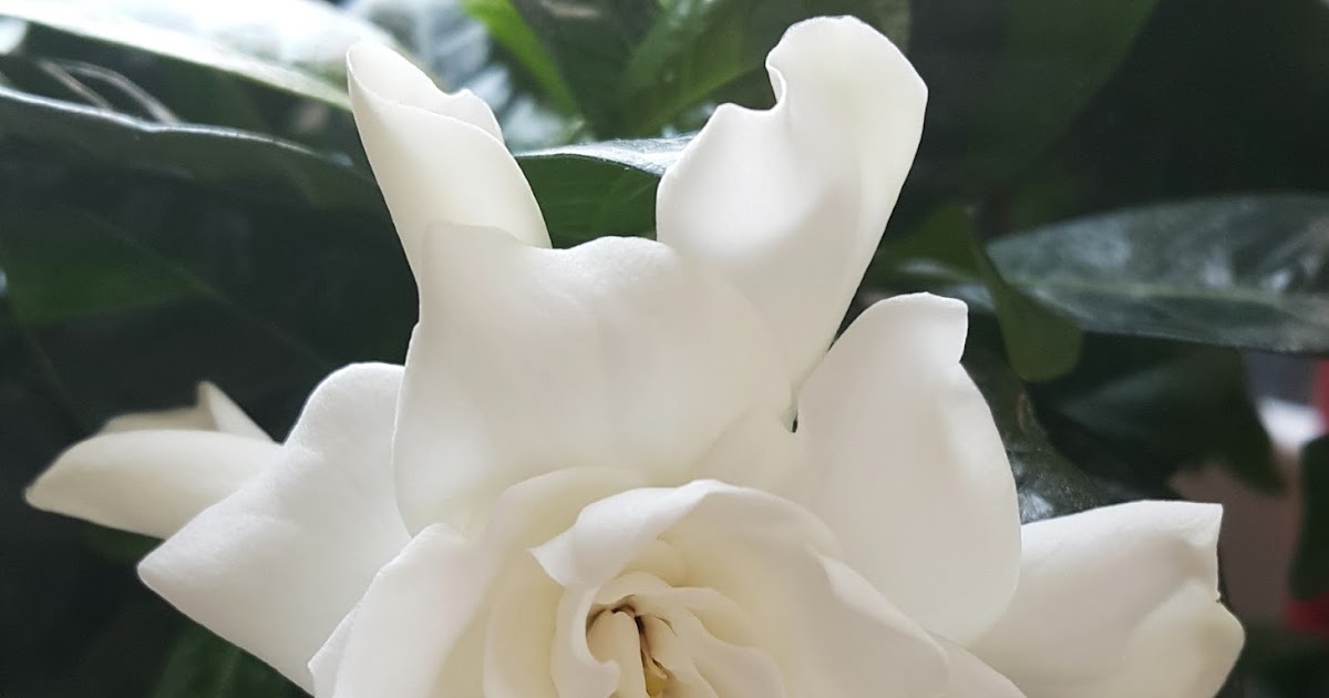 Sweet Smelling Gardenia Plant Wen's Notes