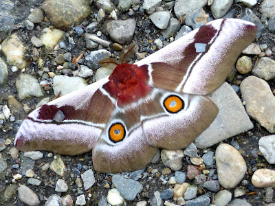 Bunaea alcinoe male Bunaea alcinoe male