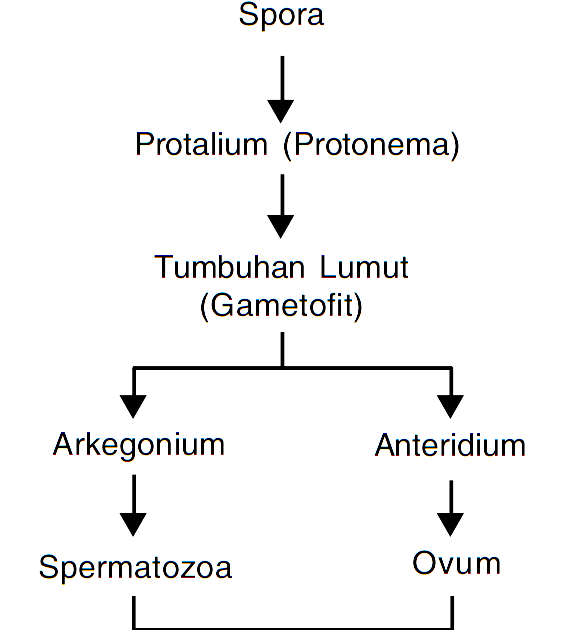 Metagenesis Tumbuhan Lumut (Bryophyta) MATERI SOAL