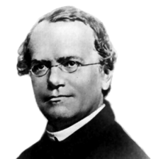 GREGOR MENDEL