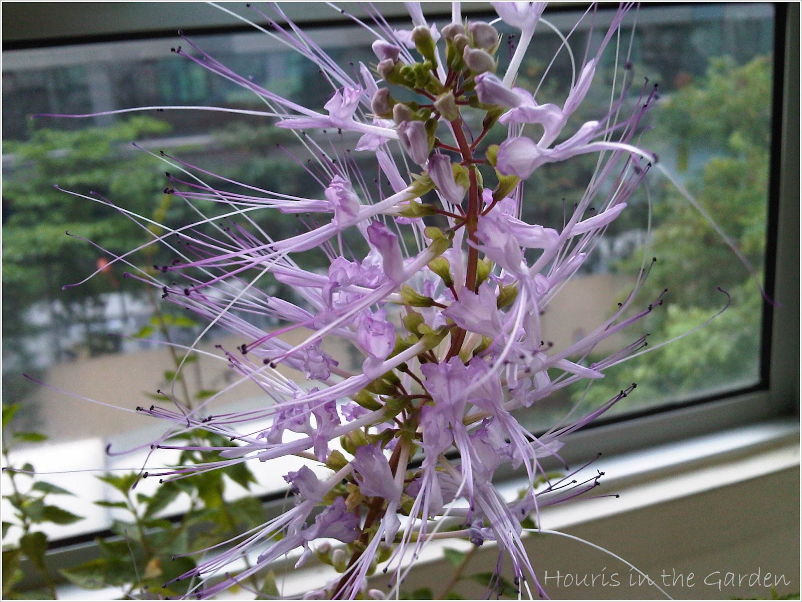 Houris in the Garden Cat Whiskers