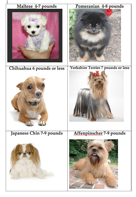 Dog Breeds Weighing Under Pounds Dog Breeds Weighing Under Pounds