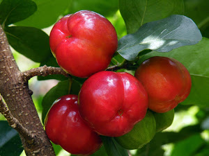 Acerola Benefícios e Qualidades