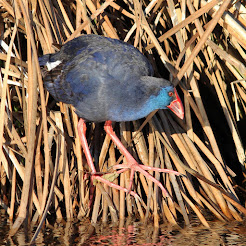 Purple Swamphen