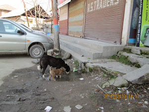 All shops closed in Srinagar. Stray dogs are common on Srinagar streets.