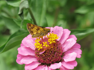 Peck's Skipper (Polites peckius), Sunday, August 23, 2015, 1:50:45 PM