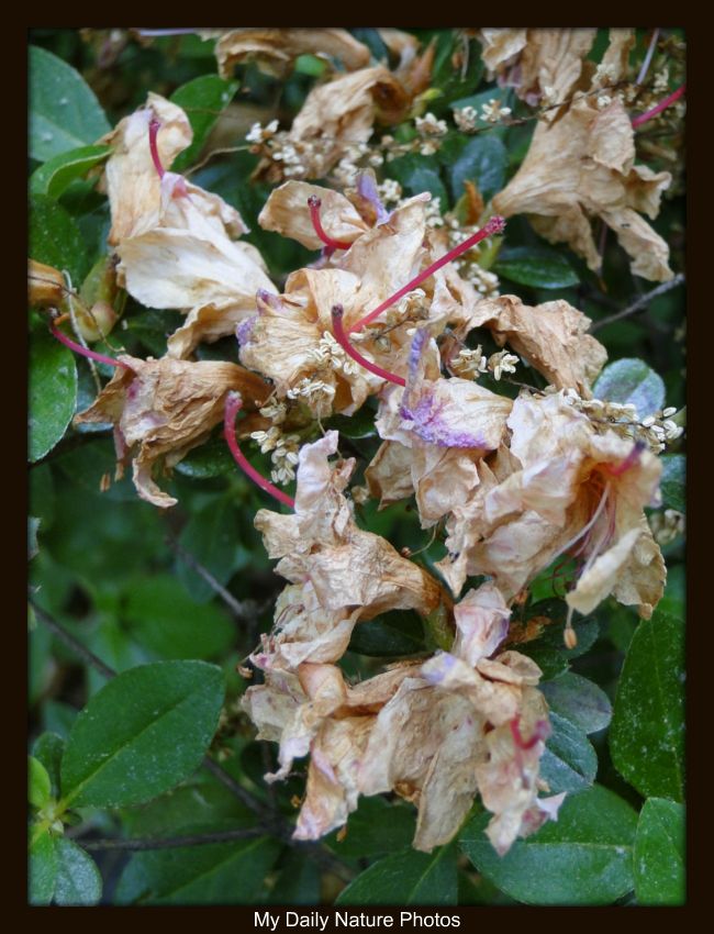 My Daily Nature Photos April 2011