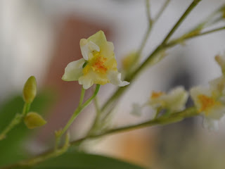Foto de uma micro orquídea sem qualquer tratamento