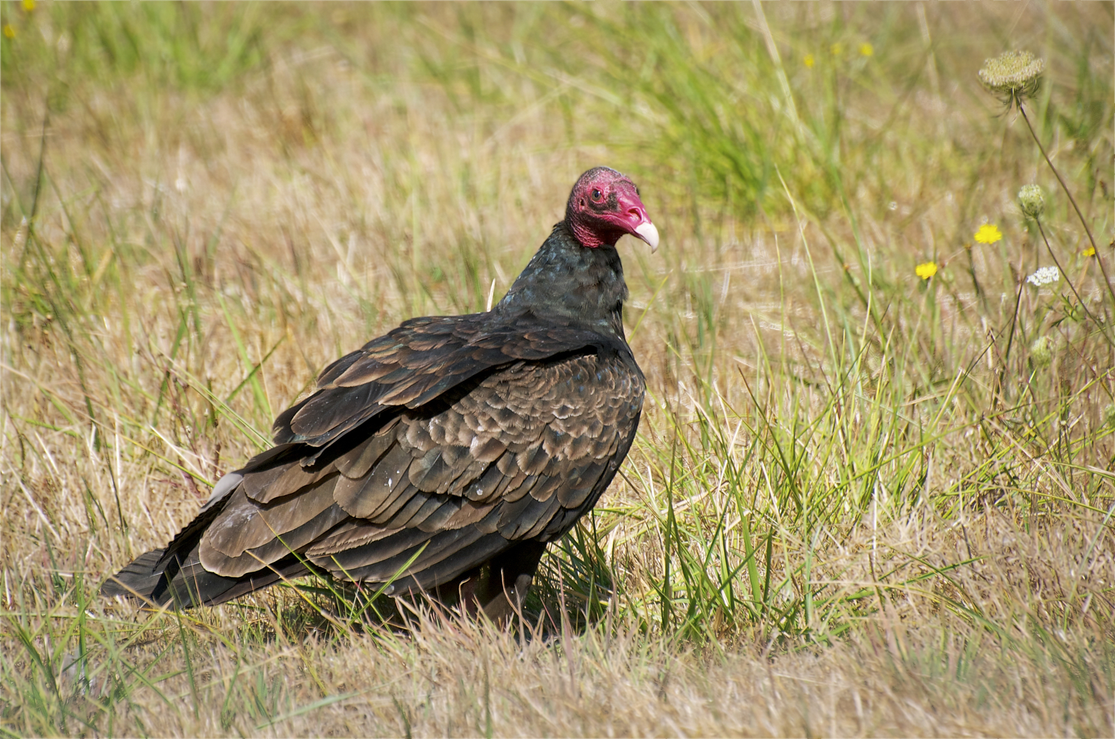 nw bird blog turkey vulture nw bird blog turkey vulture