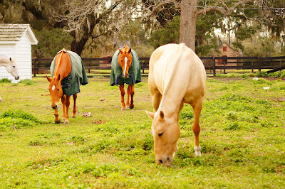 public domain picture of horses