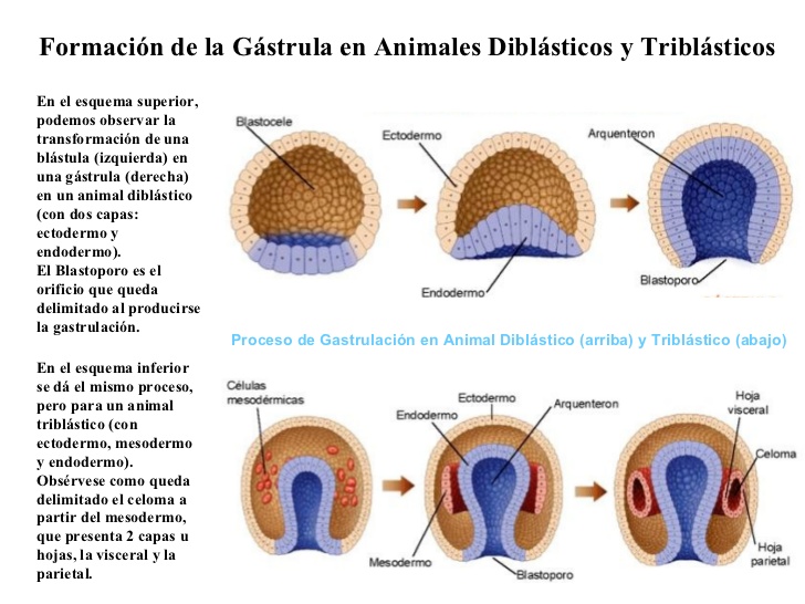 Info animales DESARROLLO EMBRIONARIO DE LOS INVERTEBRADOS