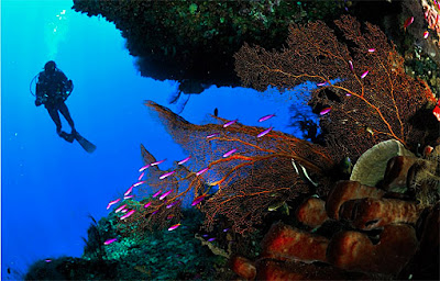 Beautiful scuba diving scenes similar to Bali