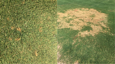 Symptom disease development on turfgrass infected with Bipolaris Image of disease development of turfgrass infected with Bipolaris