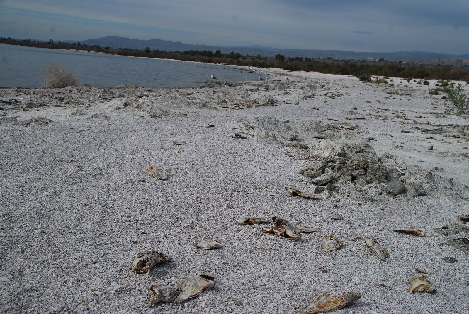 Deserts and Beyond Dead Fish at the Salton Sea