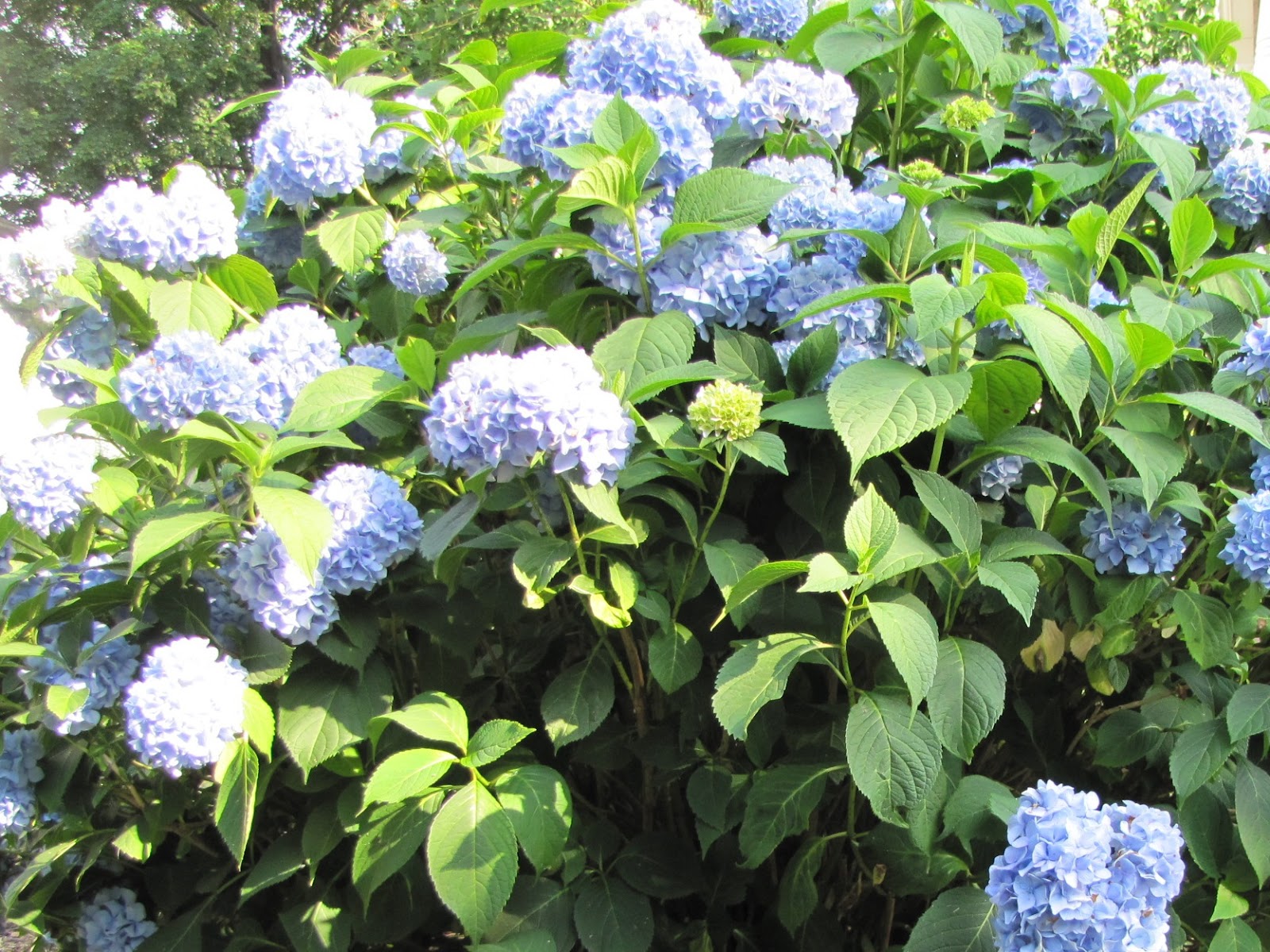 Hydrangea . fast growing privacy hedge gardening favorites Pinter…