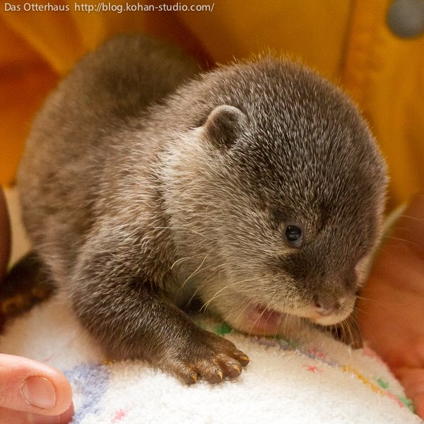 cute baby otter, baby otter, cute baby animals, baby animal pictures