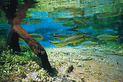 Visibilidade de dezenas de metros Flora e fauna do Rio Sucuri