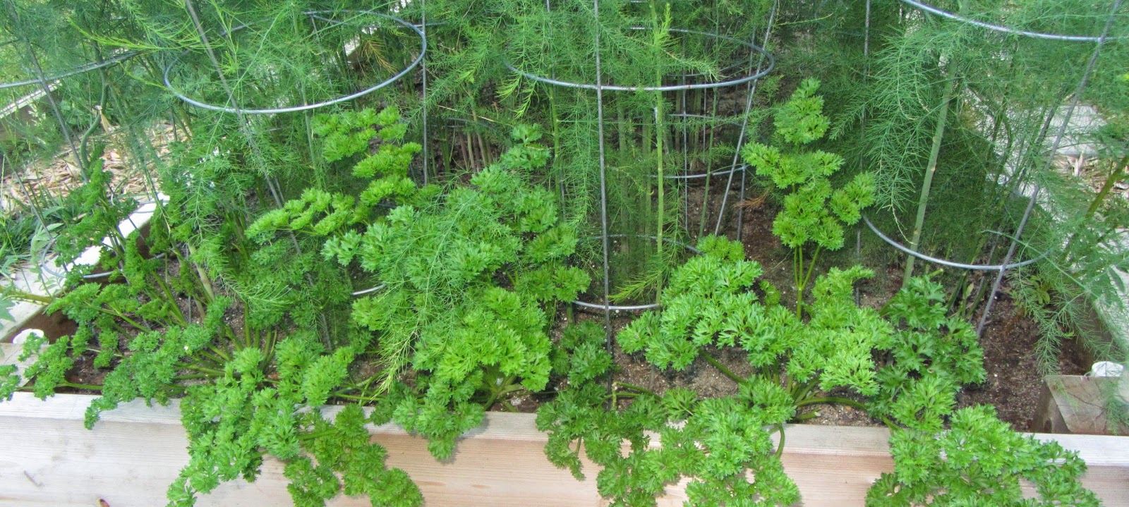 Following the Master Gardener Everything Asparagus