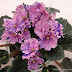 Picture of flowers of the African Violet 