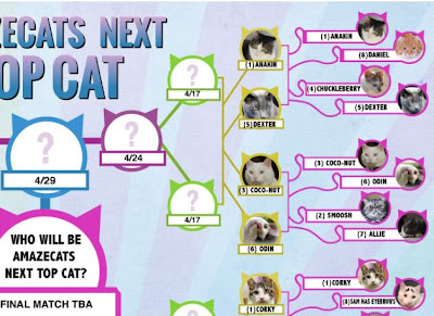 Anakin Top 16 AmazeCats Next Top Cat Contest