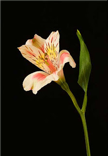 Alstromeria Alstromeria