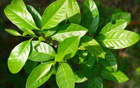 Manfaat Daun Salam Manfaat Daun Salam