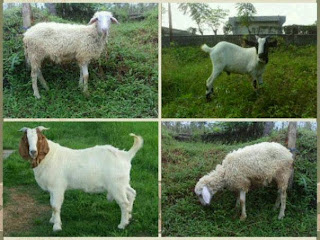 kambing aqiqah tangerang