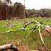Nugal, Solidaritas Dalam Ladang