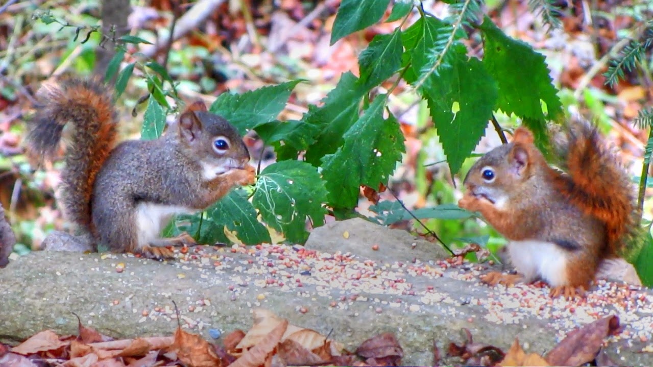 Backyard Birding....and Nature Talking Baby Squirrels