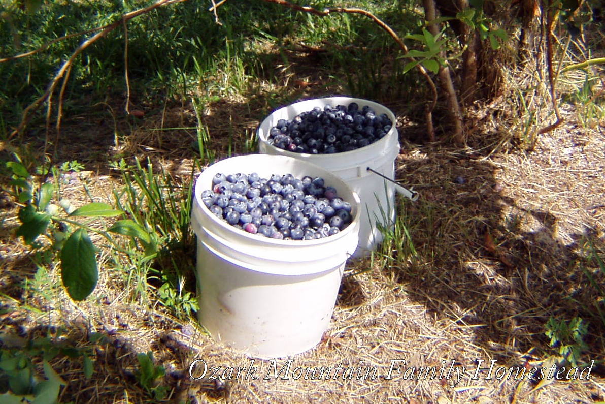 Ozark Mountain Family Homestead Preserving Blueberries