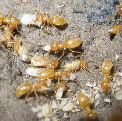 Like many subterranean forest ants, Acropyga prey extensively on termites.