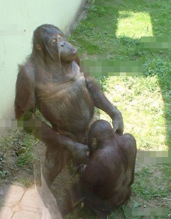 Perilaku Porno Binatang Yang Unik Dan Lucu Perilaku Porno Binatang Yang Unik Dan Lucu