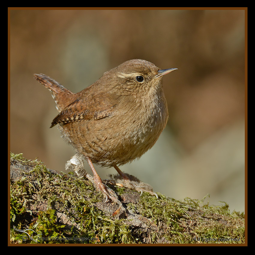 Troglodytes troglodytes - http://1000-pattes.blogspot.com