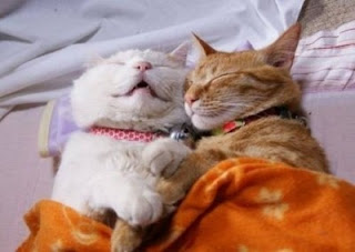 Kumpulan Foto Lucu Kucing Saat Tidur Terbaru | Gambar Kucing Lucu Tidur 2012