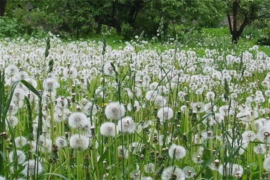 20 best dandelion flowers wallpapers 20 best dandelion flowers wallpapers