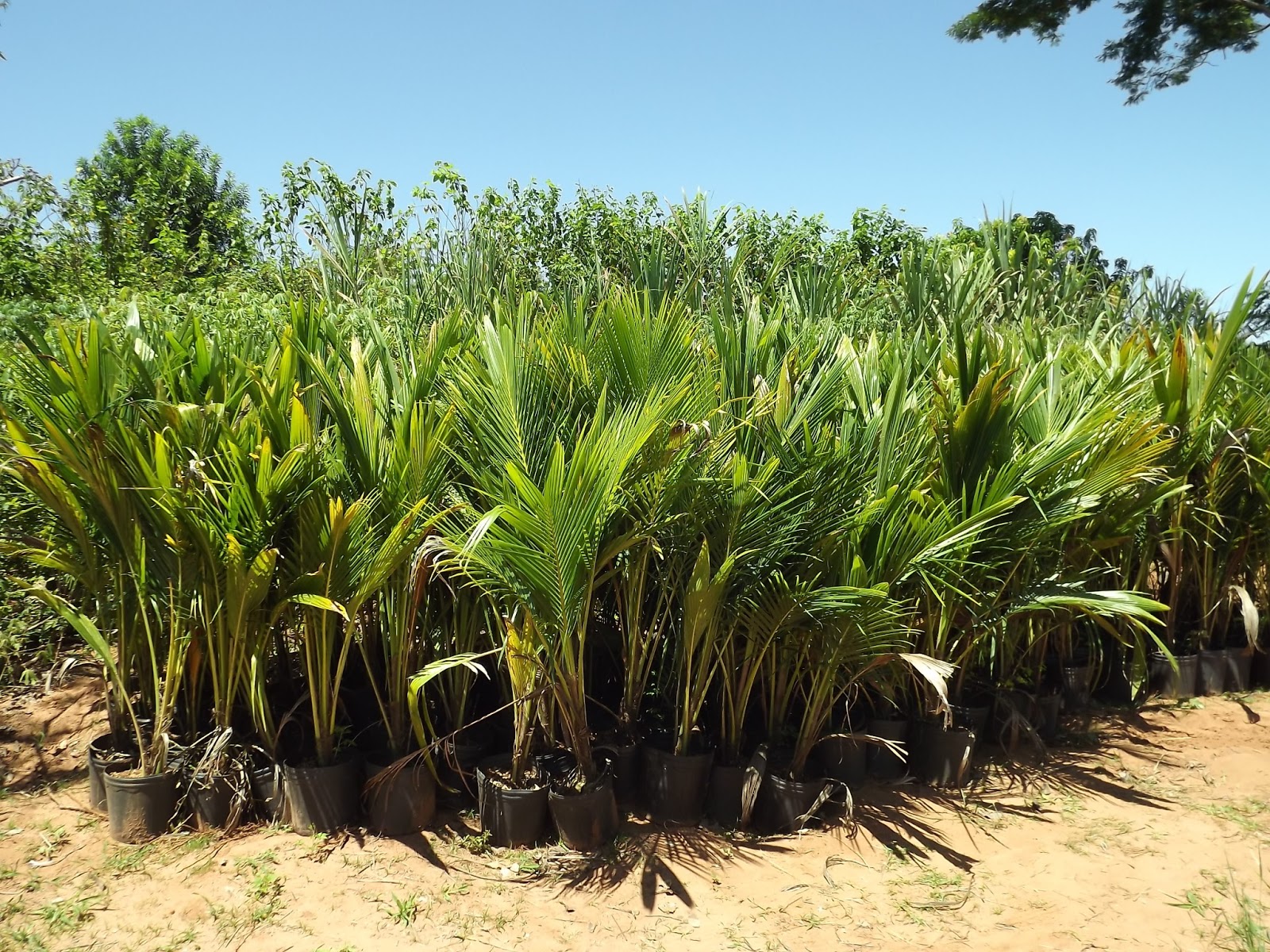 roubo de anao de jardim:Coqueiro Anão – Vendas de Coco Anão: Coqueiro-anão tem cultivo roubo de anao de jardim:Coqueiro Anão – Vendas de Coco Anão: Coqueiro-anão tem cultivo