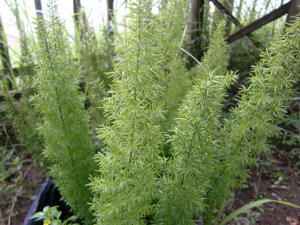 green plants green plants