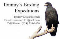 Wanna be a better birder?