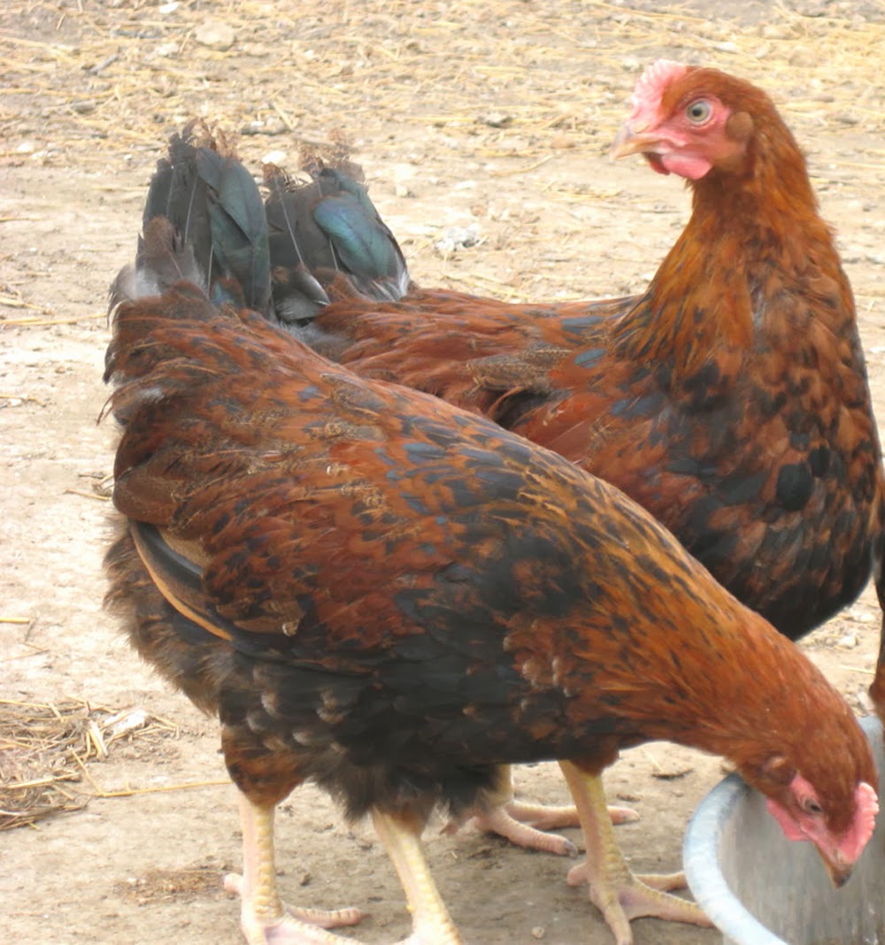Hens That Lay Colored Eggs Modern Farming Methods