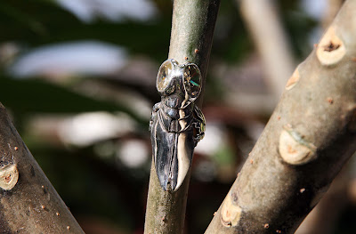 superfly ring with topaz by alex streeter