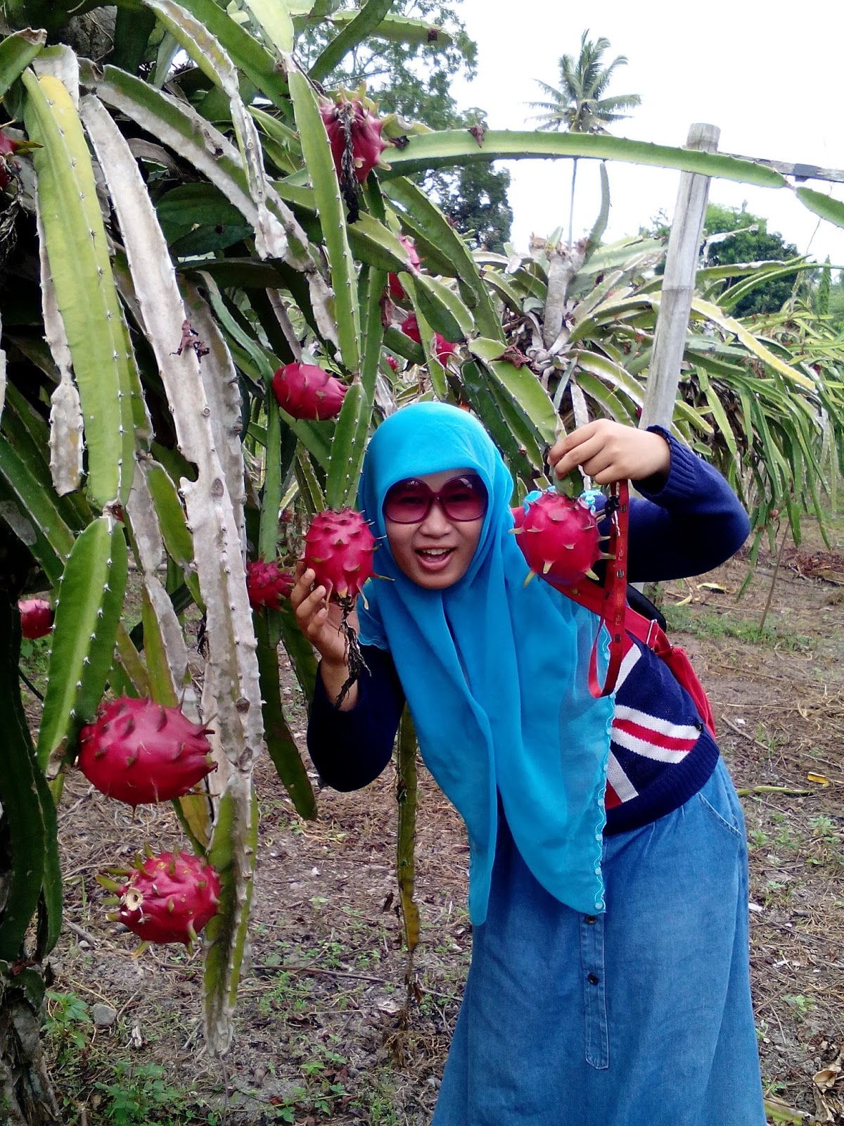 Intan Nur Permadi Sari: SABILA FARM KALIURANG YOGYA