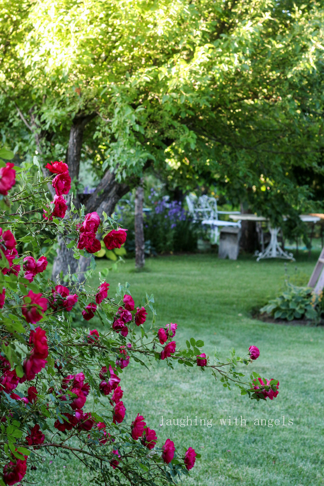 Grace Gardens early summer garden 2015