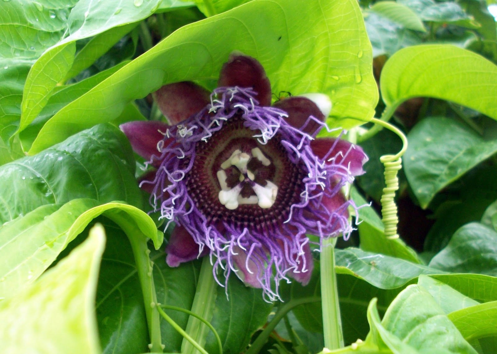 FALSE BLUFF NICARAGUA Passion fruit