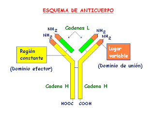 tipos de cadenas ligeras anticuerpos diccionario de biologia 191 que es anticuerpo tipos de cadenas ligeras anticuerpos diccionario de biologia 191 que es anticuerpo