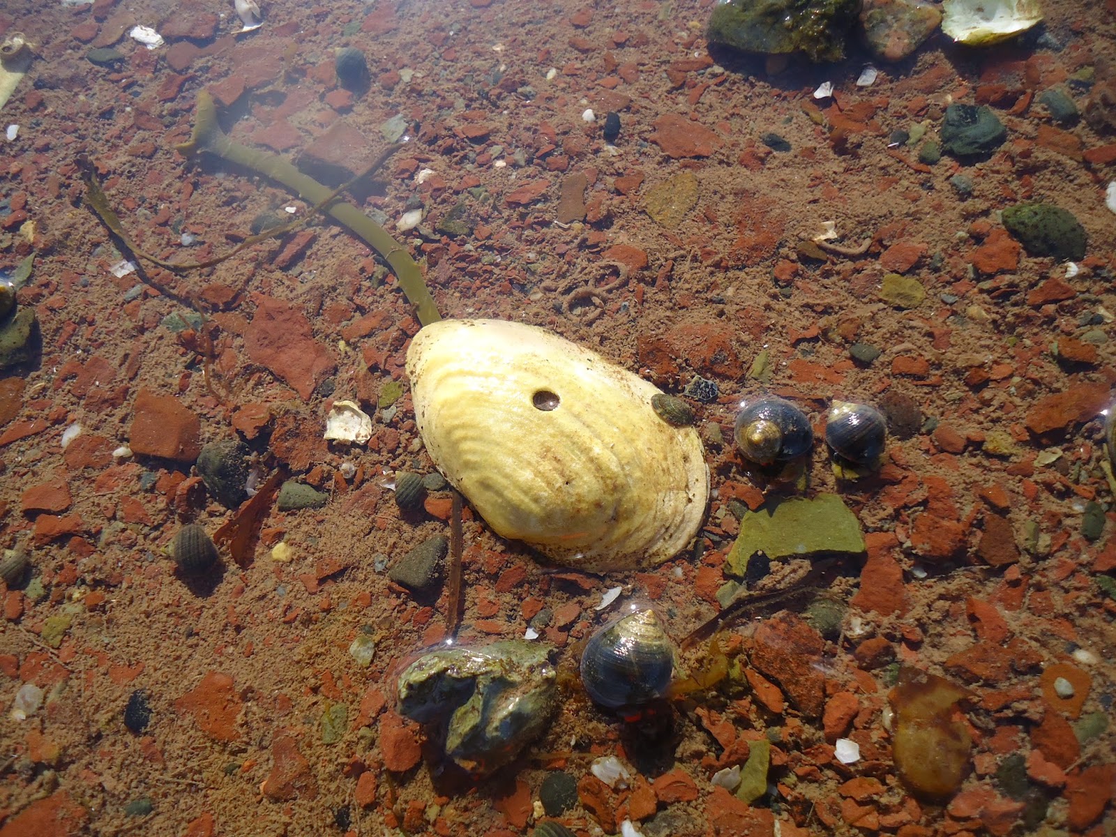 Huntsman Marine Science Centre Ocean Takeout