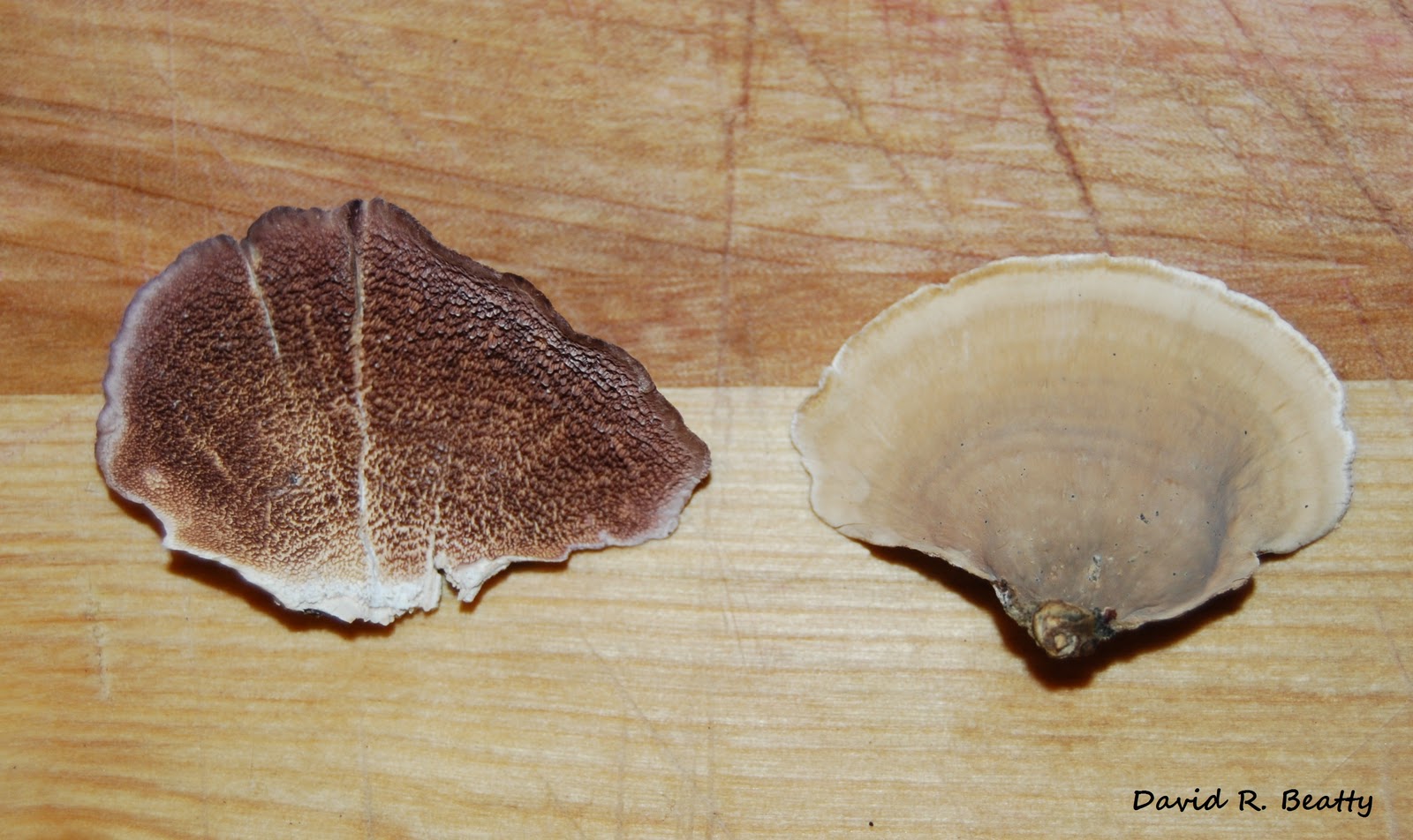 Herbal Remedies at Home DECOCTION BY THE FOLK METHOD