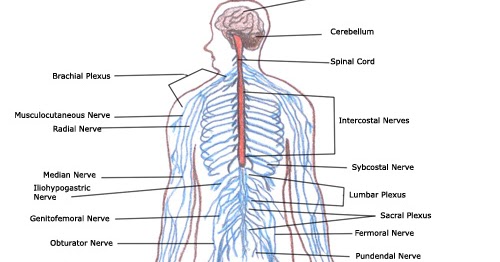 physiological Informations: Human Body: How Does It Function? - Nervous