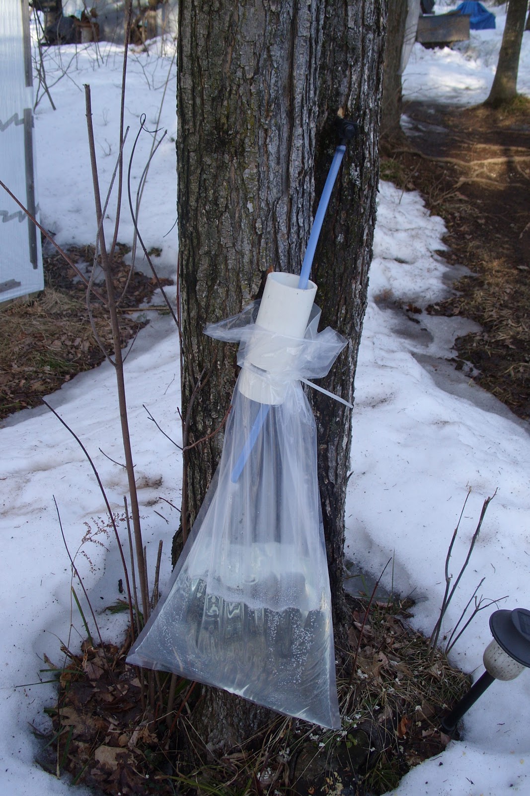 Forest House Farm Sap Bag Holder in Use