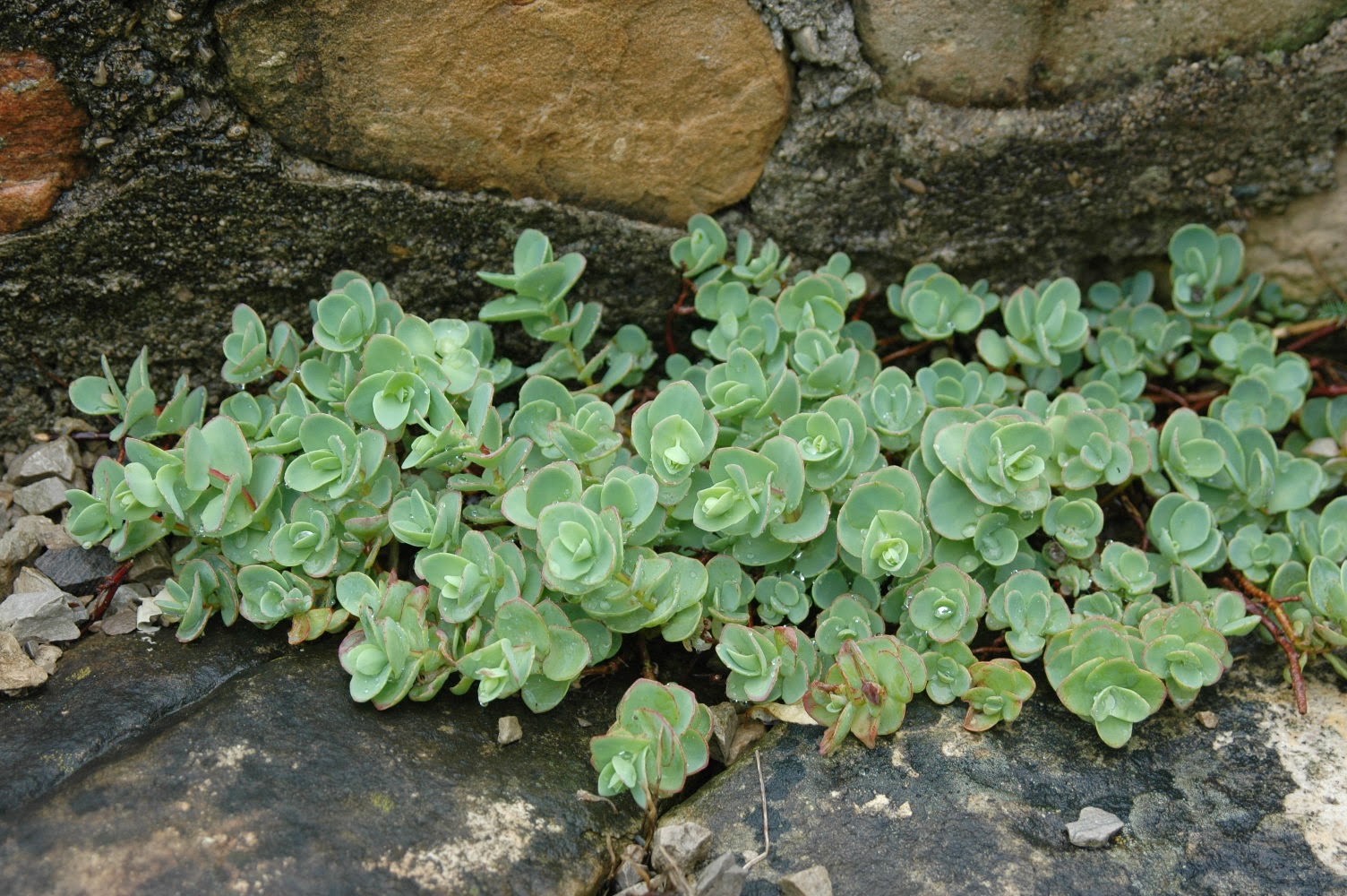 sedum ewersii