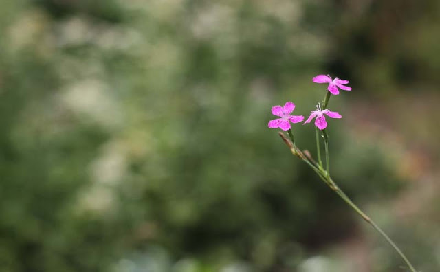 Deptford Pink Flowers Pictures